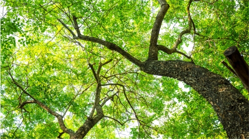 HỆ THỐNG QUẢN LÝ MÔI TRƯỜNG THEO YÊU CẦU CỦA TIÊU CHUẨN  ISO14001:2015